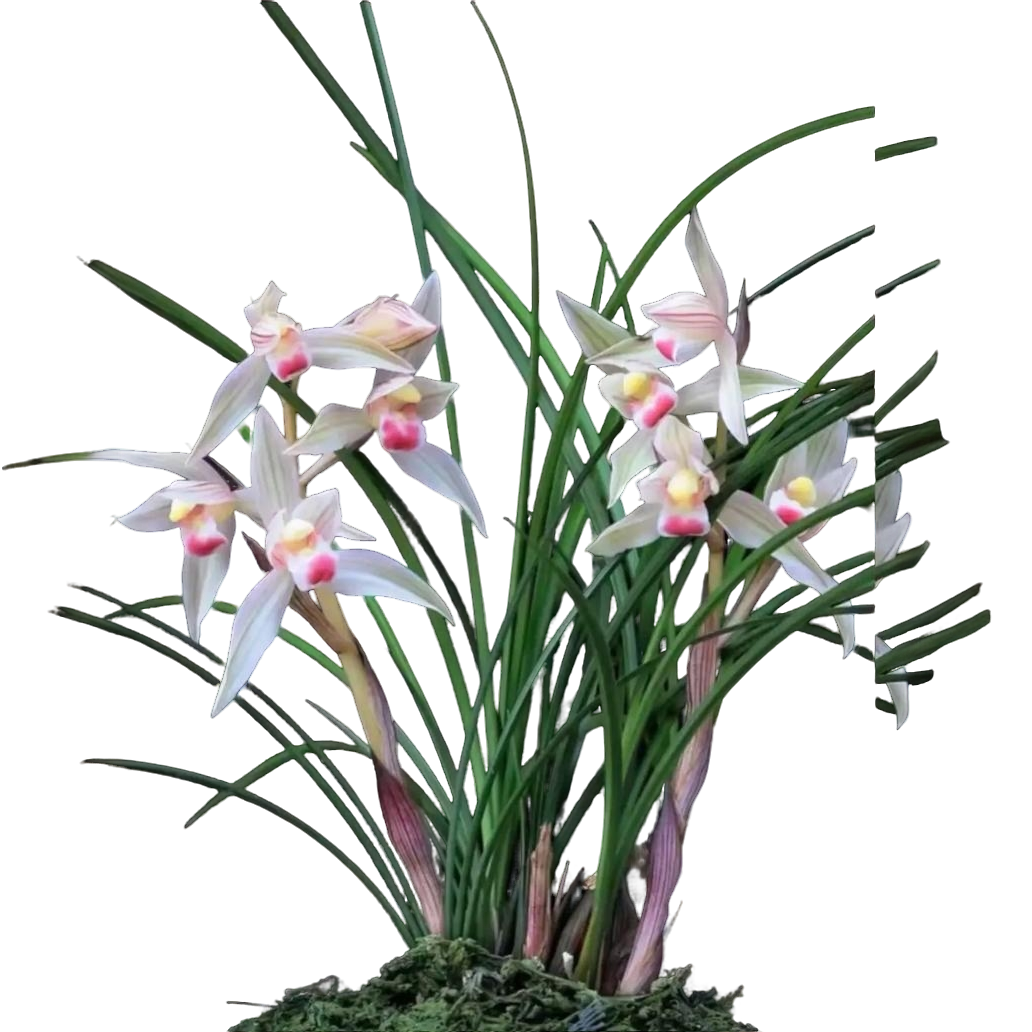 连瓣兰一物拍一物