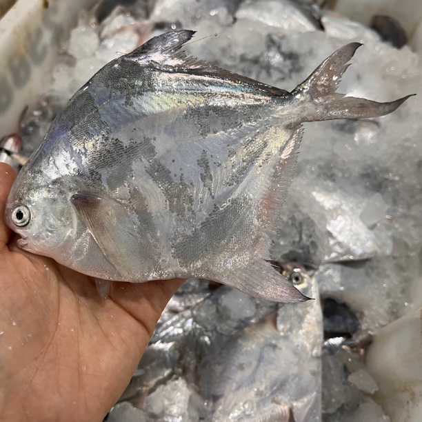 【渔晶晶海鲜】吕四鱼港纯野生海捕白鲳 银鲳 顺丰快递