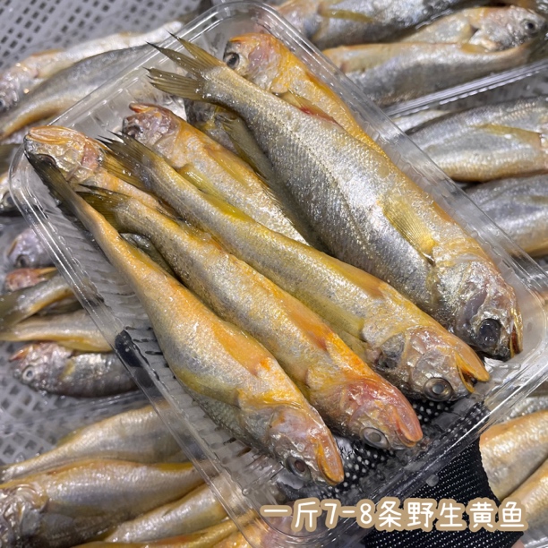 真正深海捕捞野生大黄鱼1-10斤
