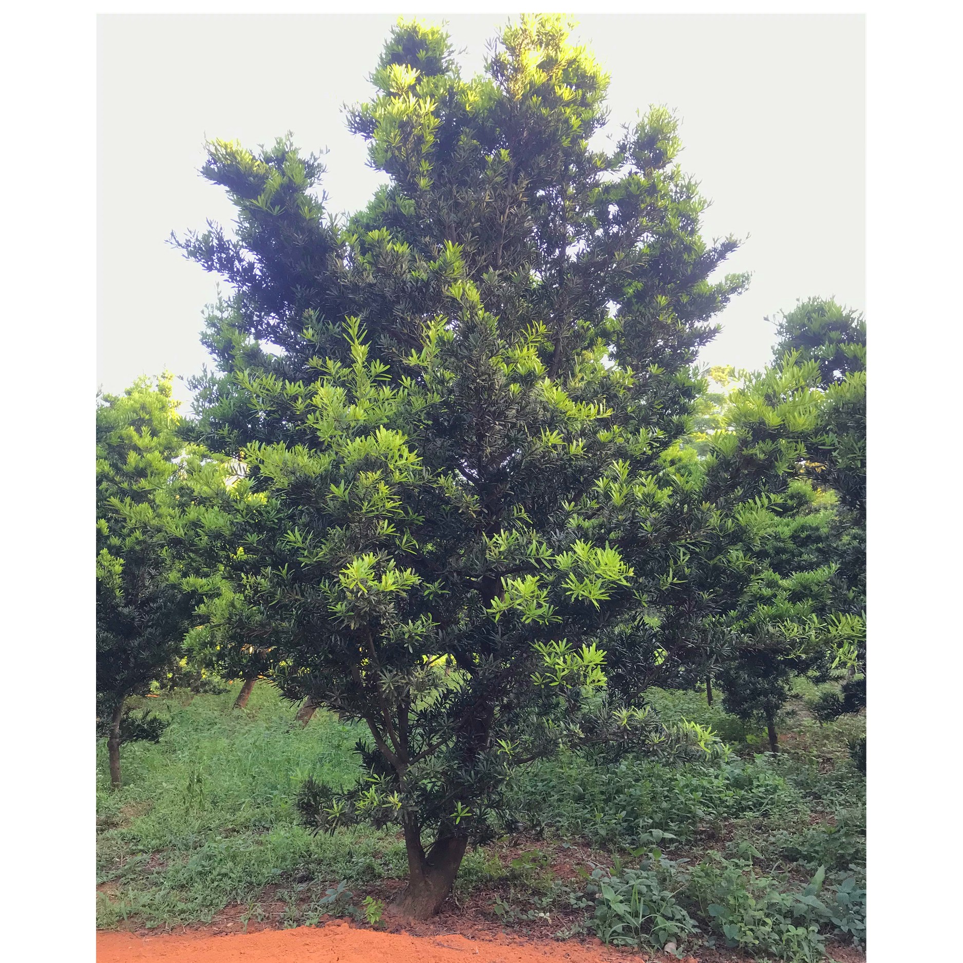 台湾罗汉松 雀舌罗汉松 贵妃罗汉松 地栽盆栽 一物一拍