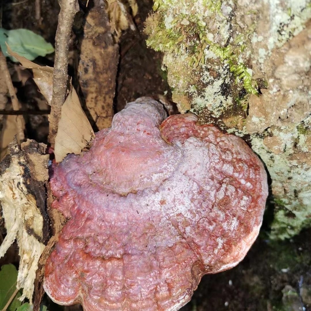 云南野生赤灵芝 灵芝菌 参