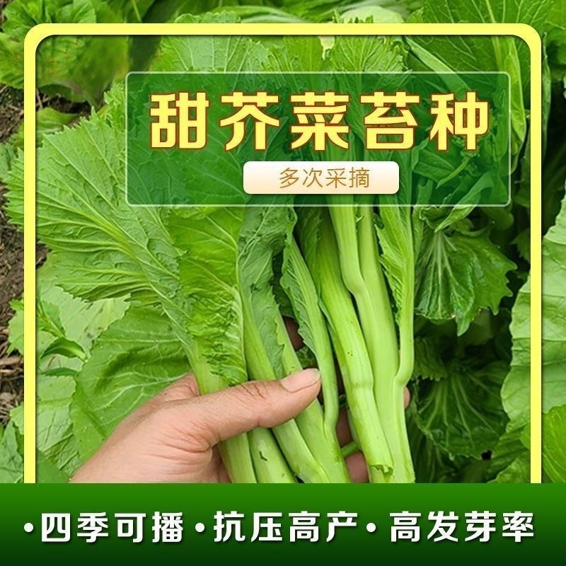 （全场满5元包邮）甜芥菜苔种子多枝脆嫩视频芥菜心种籽阳台农家种