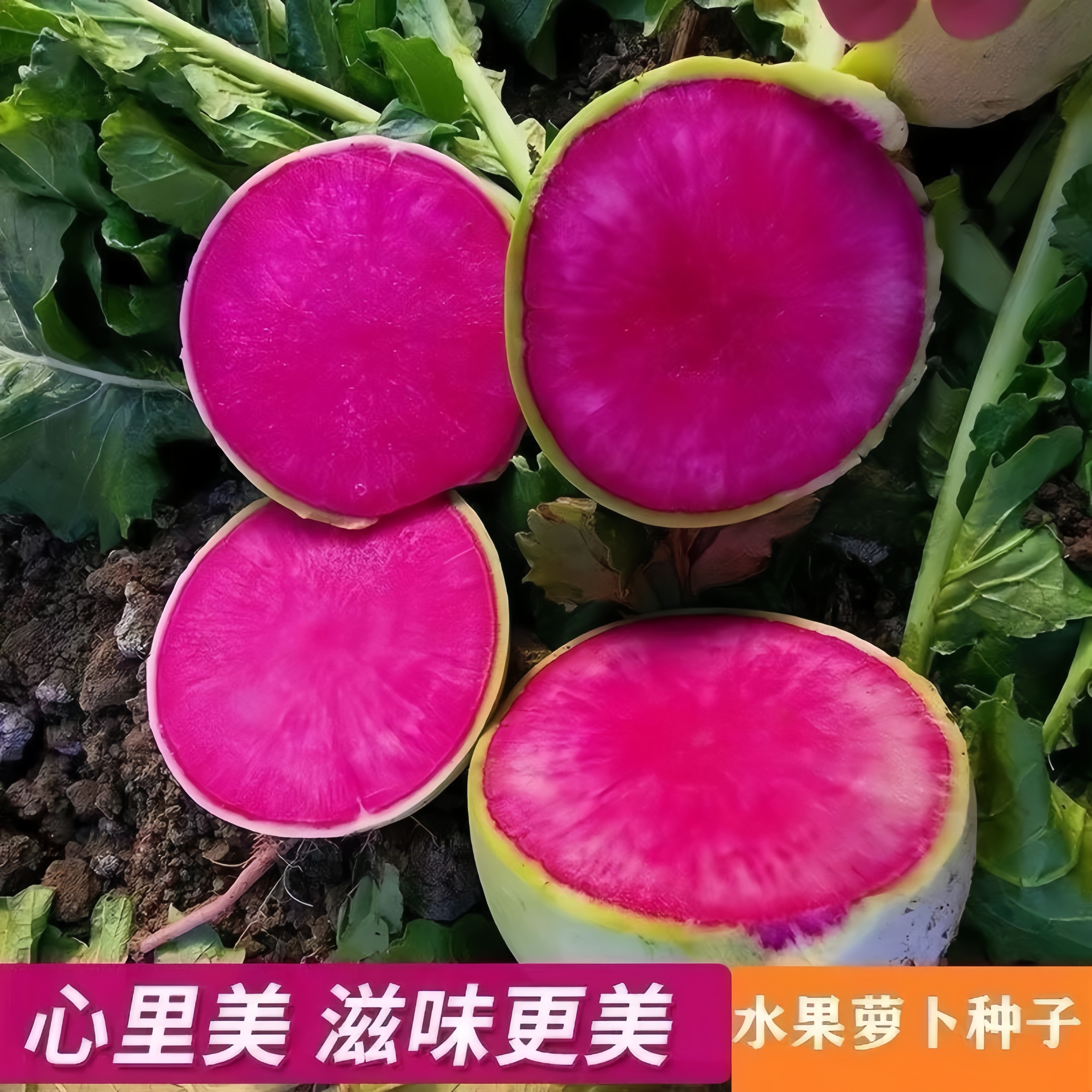 （全场满5元包邮）心里美萝卜种子水果萝卜种籽菜种子蔬菜蔬菜种子