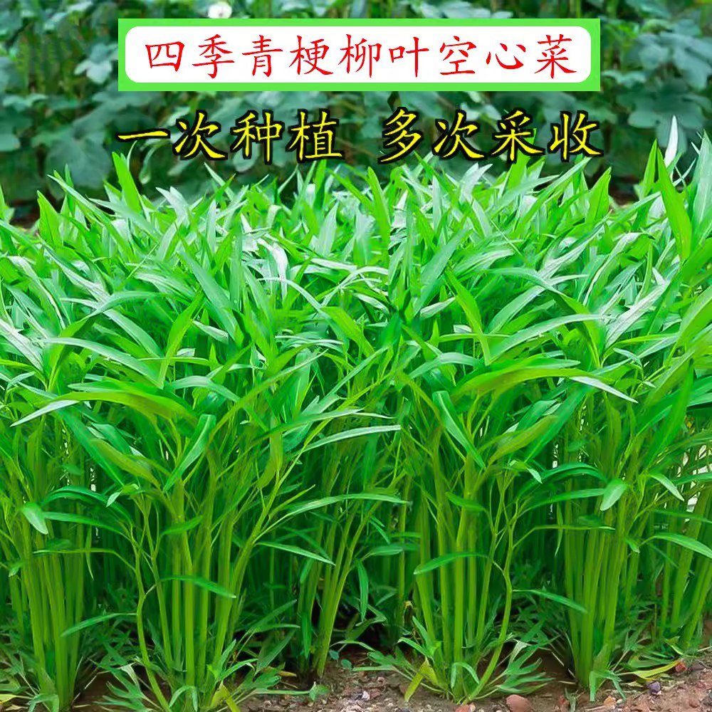 （全场满5元包邮）空心菜籽蔬菜种孑四季农家家庭阳台种子蔬菜种子