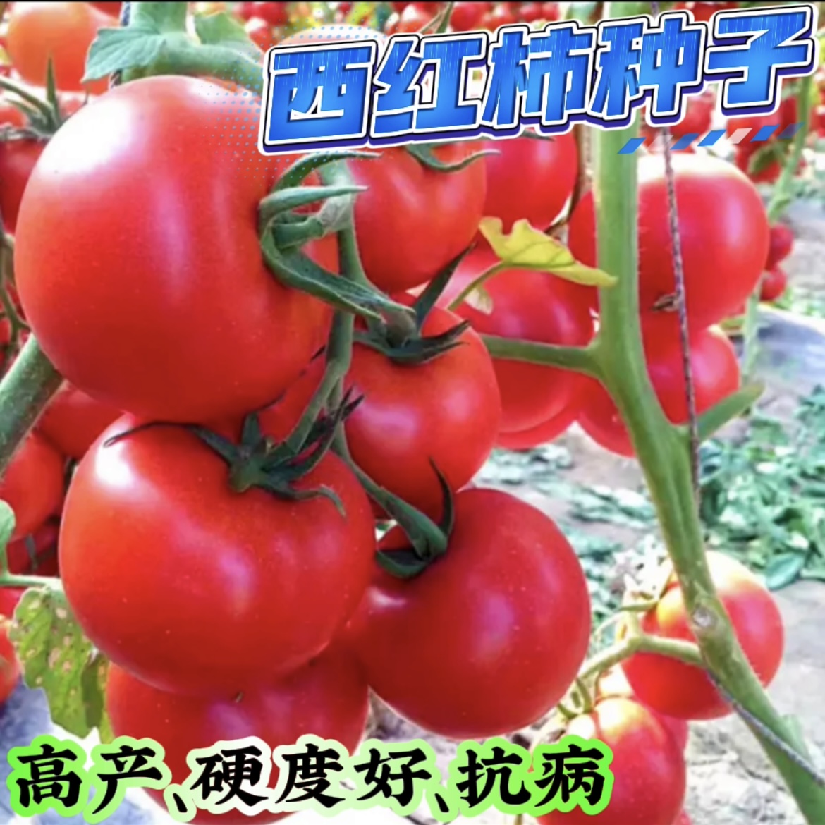 （全场满5元包邮）番茄种籽西红柿种子石头番茄蔬蔬菜种子阳台种植