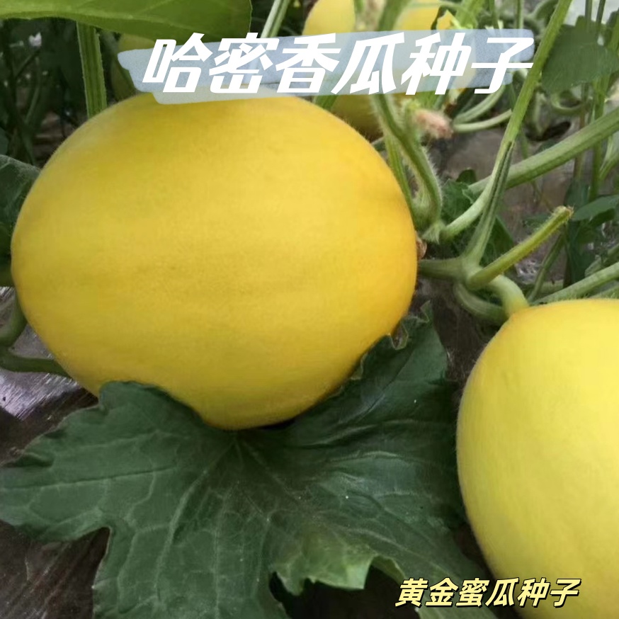 （全场满5元包邮）哈密香瓜黄金蜜瓜香瓜甜瓜种子蔬菜瓜果家庭蔬
