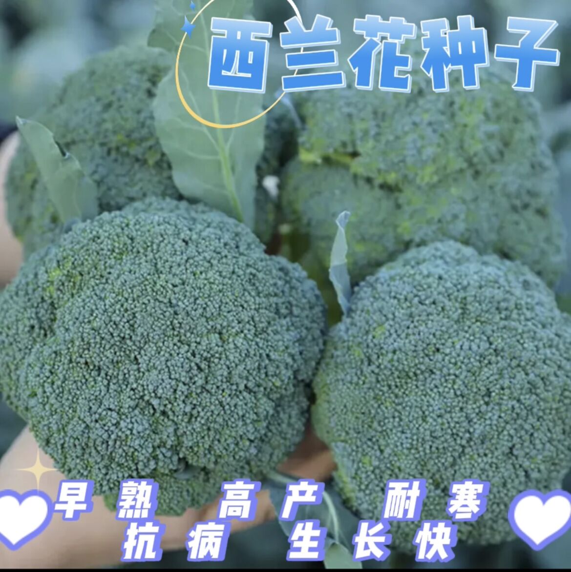 （全场满5元包邮）西兰花种籽西兰花种子苗曼陀绿青花籽子蔬菜种子