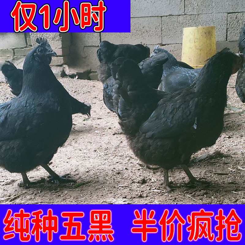 一斤五黑又鸟 公母可选 包邮饲料 养殖物资