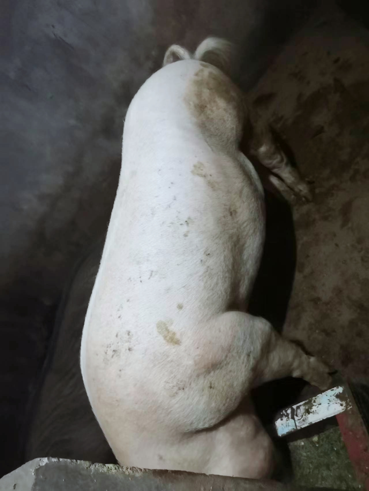 农村熟食土猪肉直播间称重一物一拍2-15斤包邮
