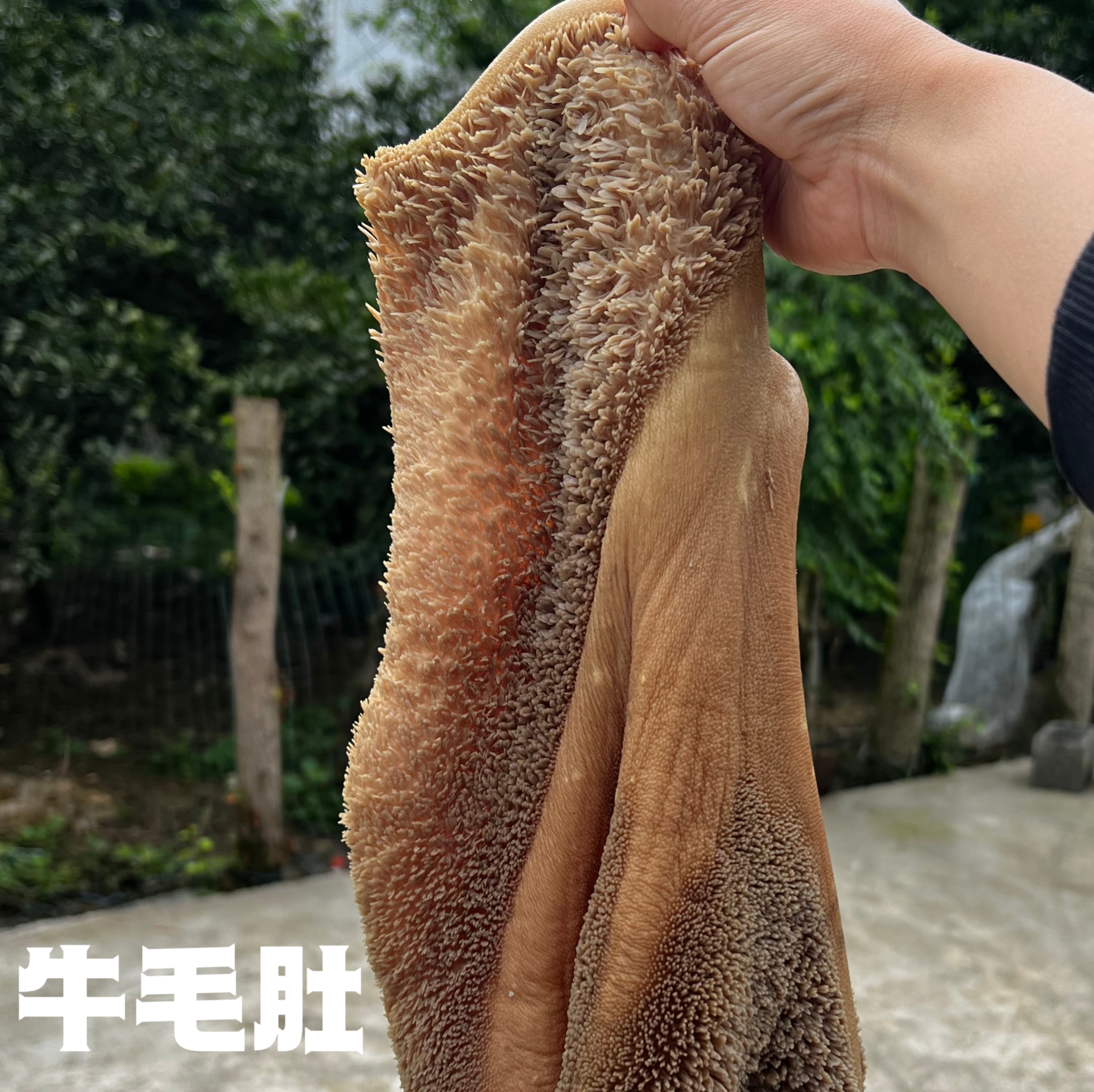新鲜牛毛肚牛肚子顺丰空运包邮