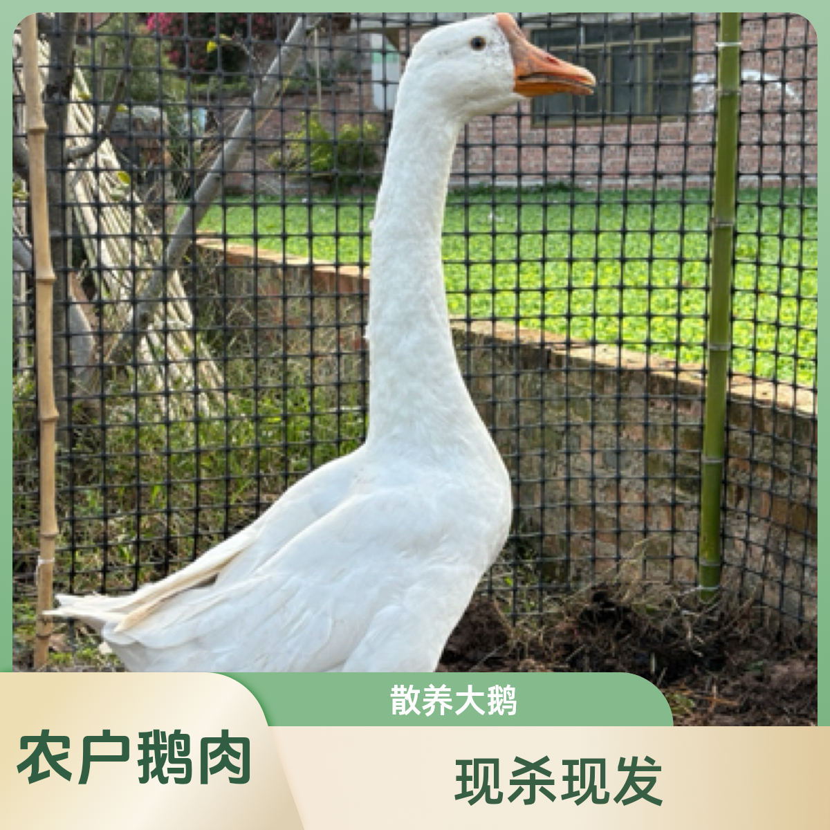 农家粮食喂养大鹅，现场称重（宰杀速冻冷链发货）