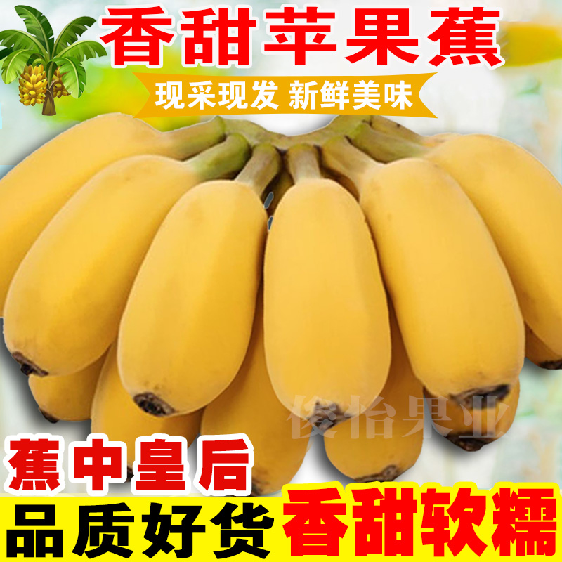 俊怡香甜苹果蕉广西产地直销9斤5斤应季新鲜水果西贡粉蕉香蕉批发