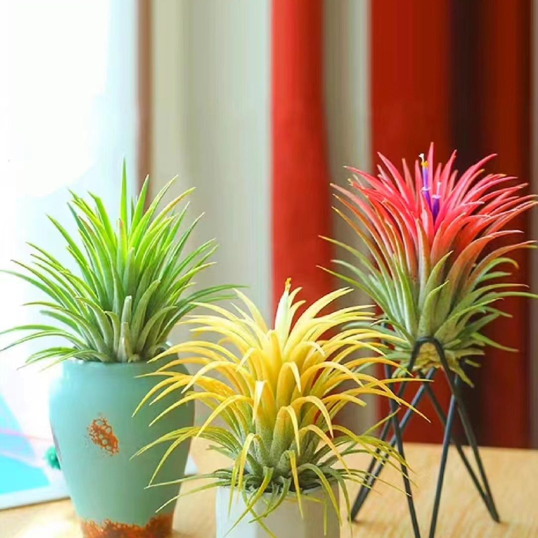 变色精灵球空气凤梨绿植室内外喜阴垂钓会变色植物 抗病好养