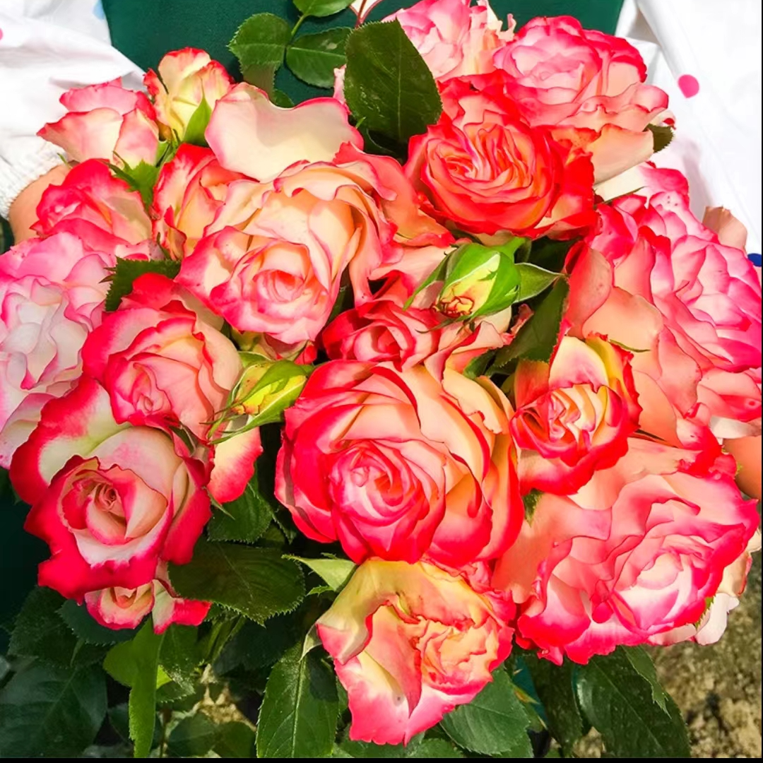 阳台灌木月季摩纳哥公爵盆栽花苗 会变色的月季