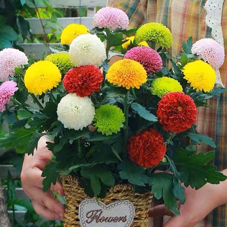 彩色乒乓球/菊盆栽花苗阳台庭院室内好养花卉花期长耐热耐寒