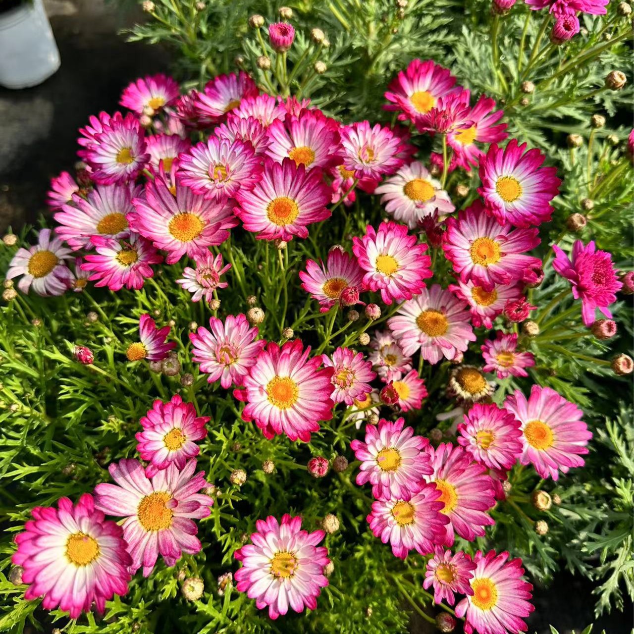 水彩画+奶油草莓玛格丽特盆栽花苗阳台庭院爆花机器