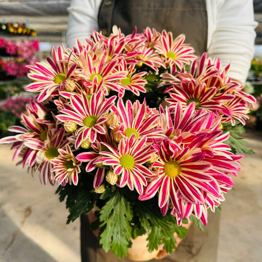 油墨画斑纹菊荷兰菊盆栽花苗多季节开花耐热花量大新手易养护