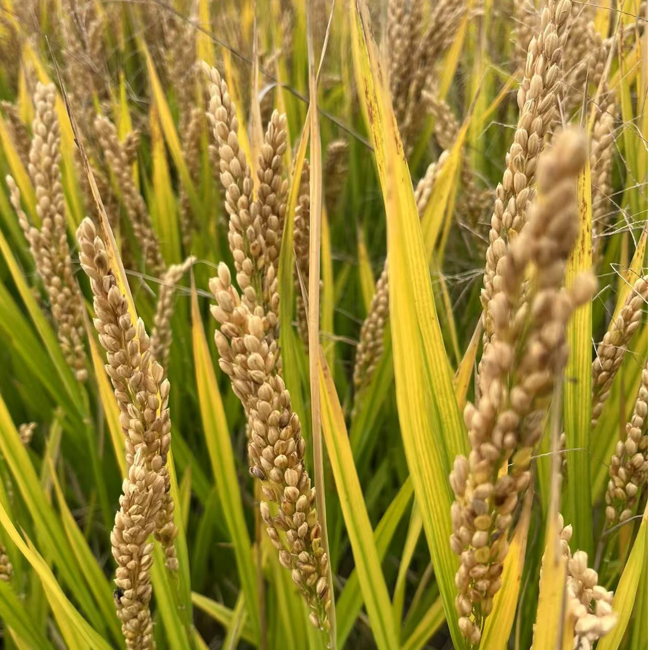 2025年新谷新米上市  11月新大米