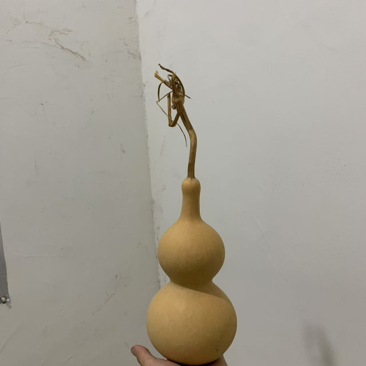 不支持退货退款中号大葫芦 不保龙头。买前请看购买须知