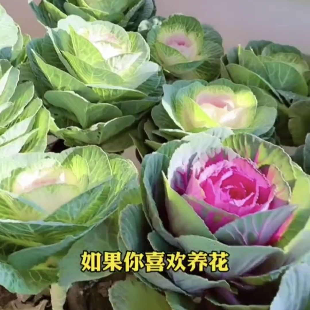 色羽衣甘蓝种子观赏食用绿化盆栽甘蓝种籽阳台春秋蔬菜种孑苗