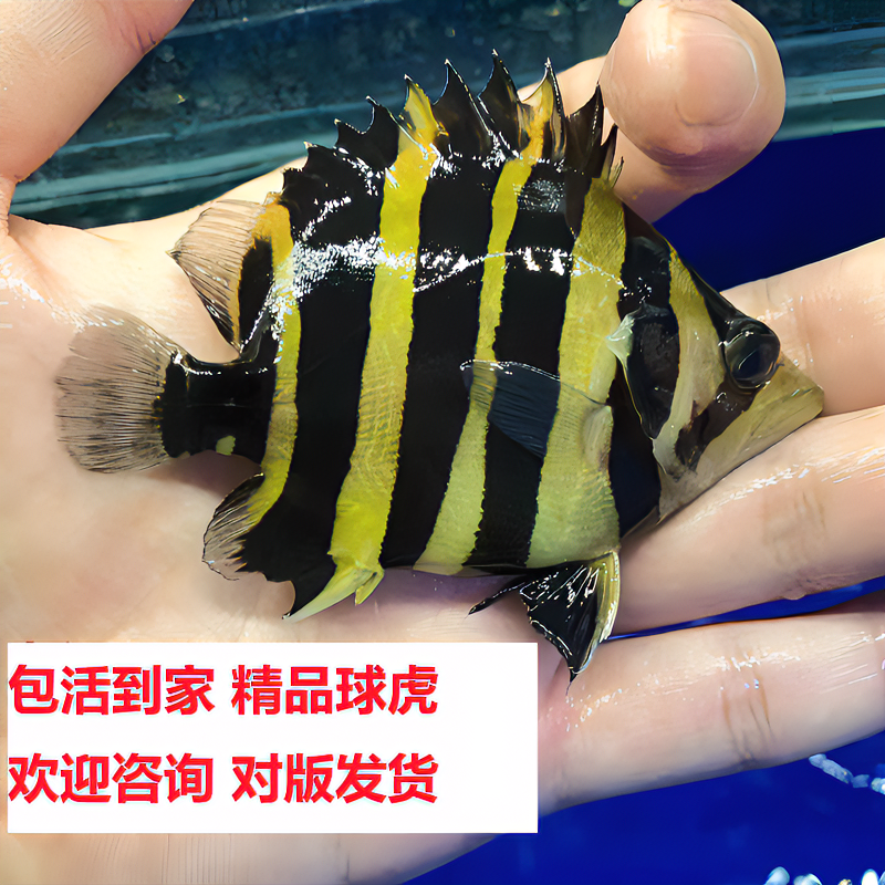 精品长明印尼虎苏虎泰国虎三纹虎四纹虎鱼苗全包短身球虎虎鱼活鱼