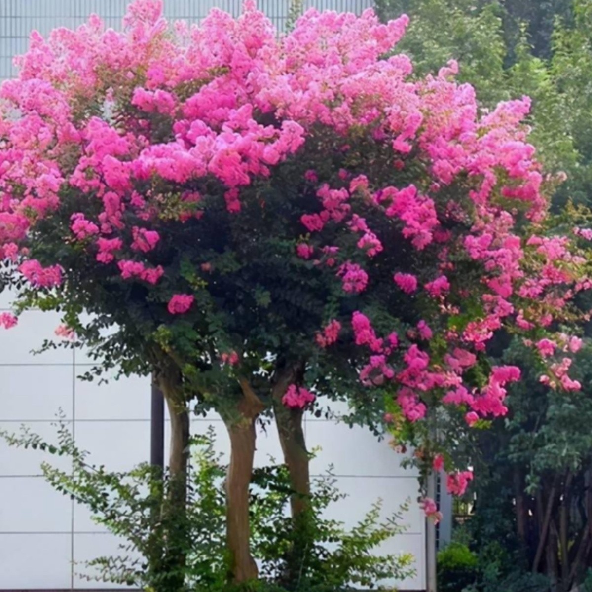 百日红紫薇花红火箭老桩庭院种植紫色紫薇天鹅绒树苗绿化工程花卉
