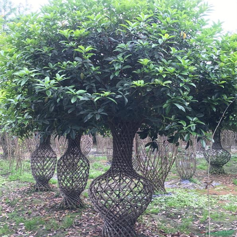 桂花造型花瓶四季常青南北方栽植别墅庭院栽种植物公园小区花卉