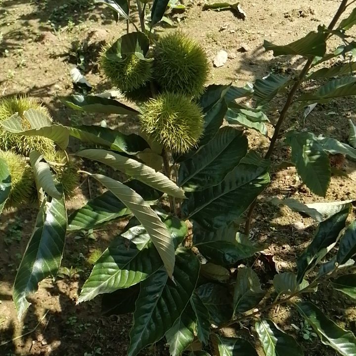 阳光果园：现挖大红袍板栗树苗基地种植南北方庭院绿化苗木耐寒