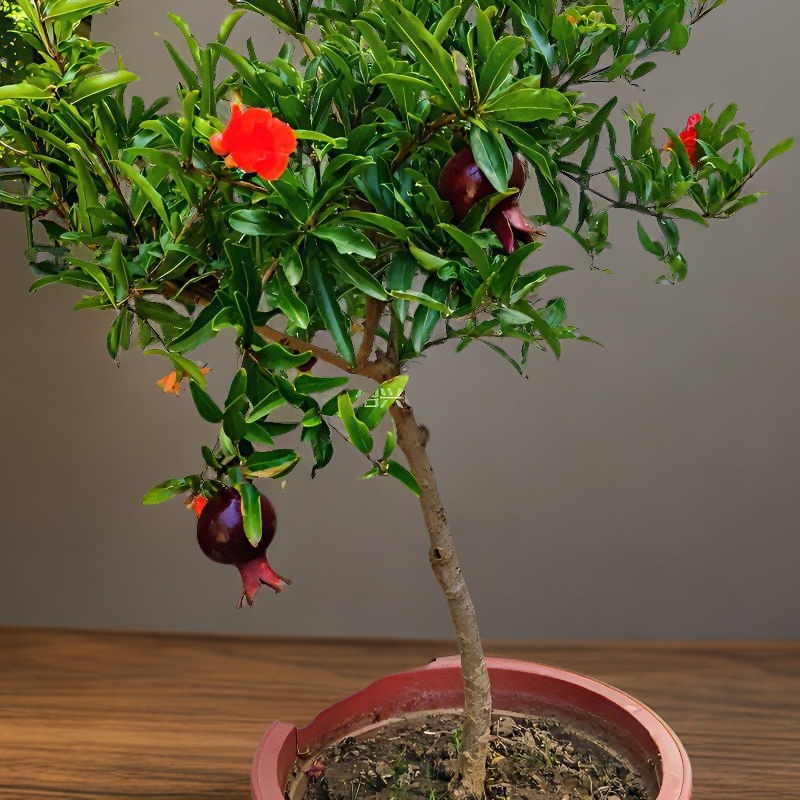 紫玉石榴树苗盆栽地栽庭院种植耐寒品种