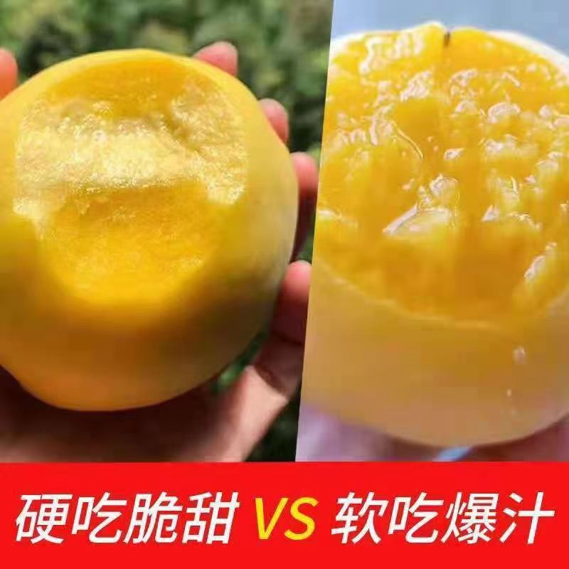 阳光果园：黄金蜜1号大黄桃嫁接优良品种南北方种植