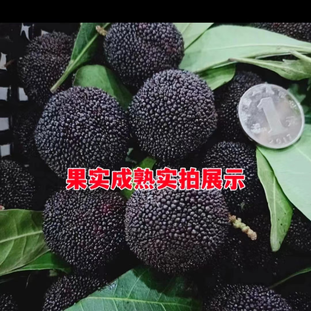 甘淼园林杨梅树苗嫁接黑碳杨梅苗南北方种植