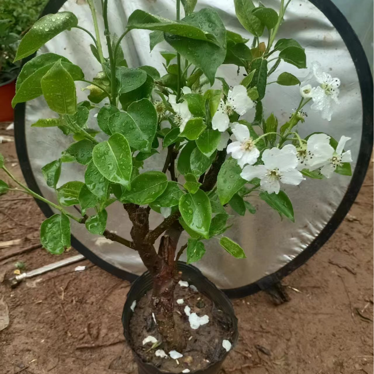 甘淼园林秋月梨盆栽，庭院种植秋月梨盆栽可以改地栽