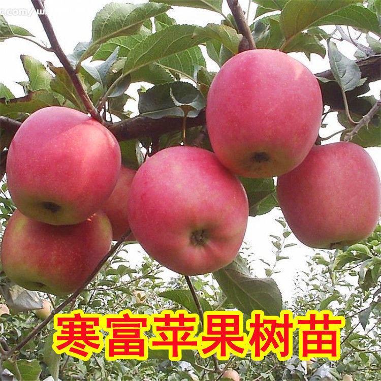 甘淼园林寒富苹果南北方嫁接苹果新品种