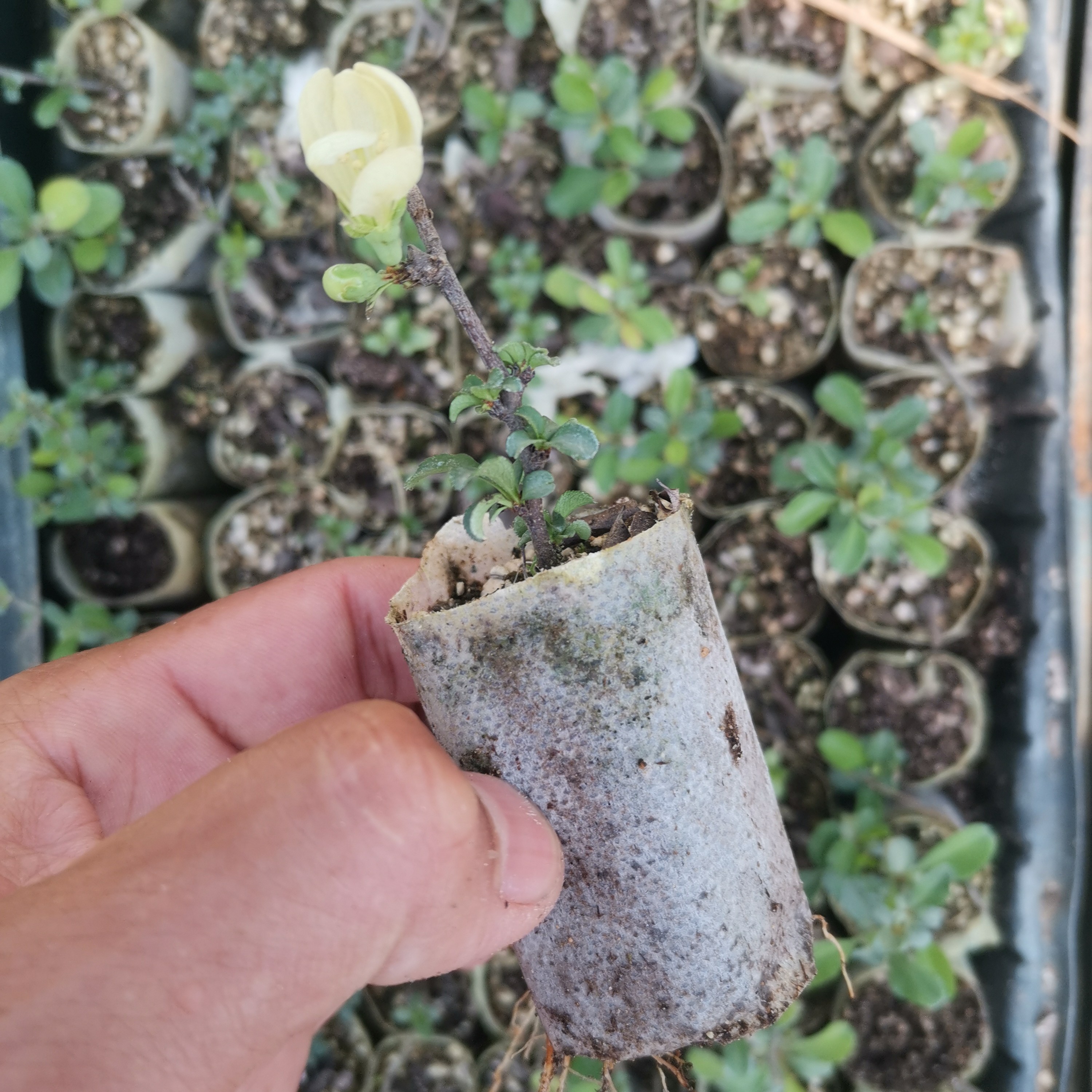 白花长寿梅扦插袋苗庭院阳台花卉绿植盆栽盆栽素材