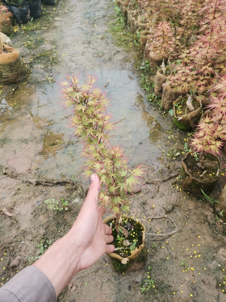 品种日本红枫嫁接苗庭院阳台花卉绿植盆栽盆栽素材