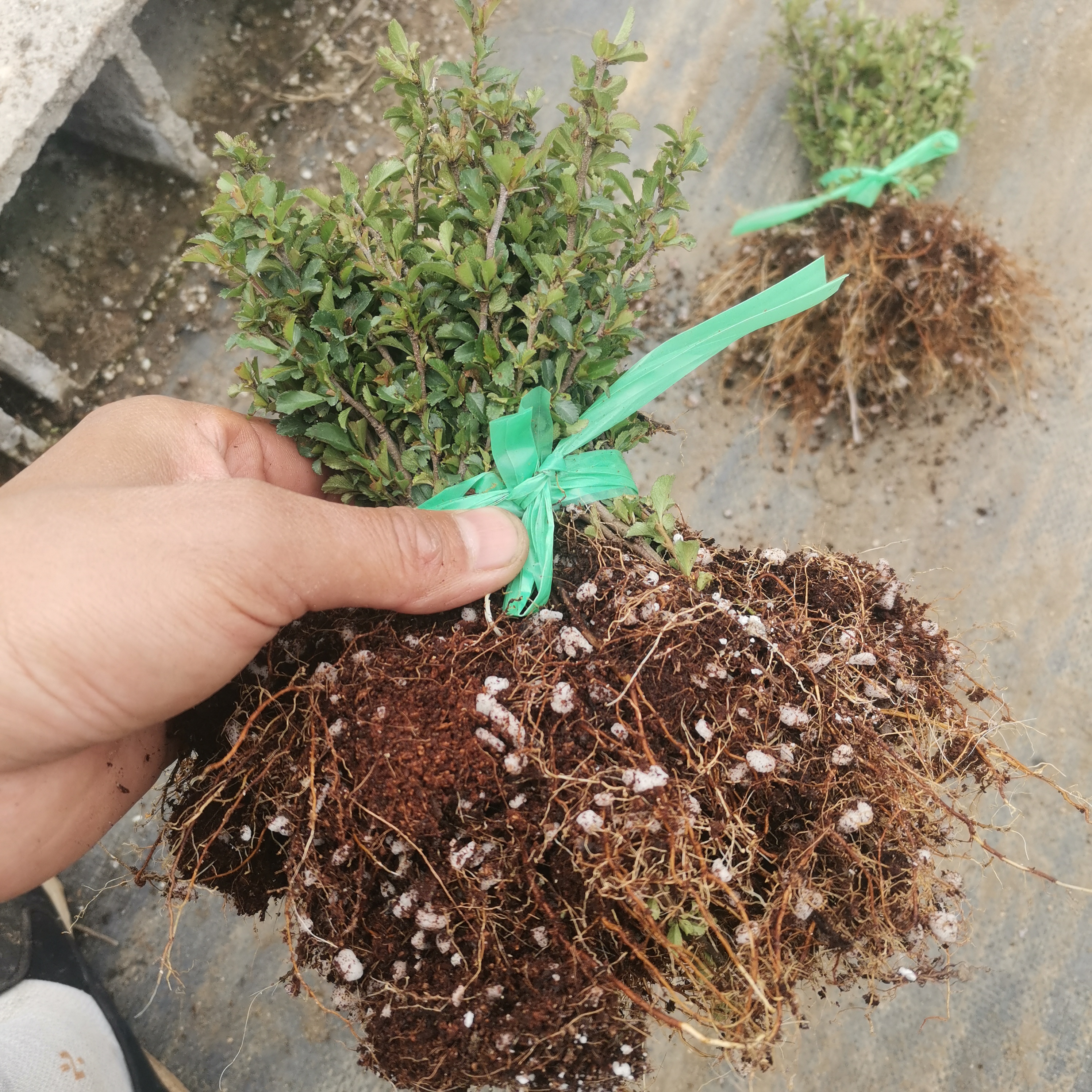 红花长寿梅扦插苗庭院阳台花卉绿植盆栽盆栽素材