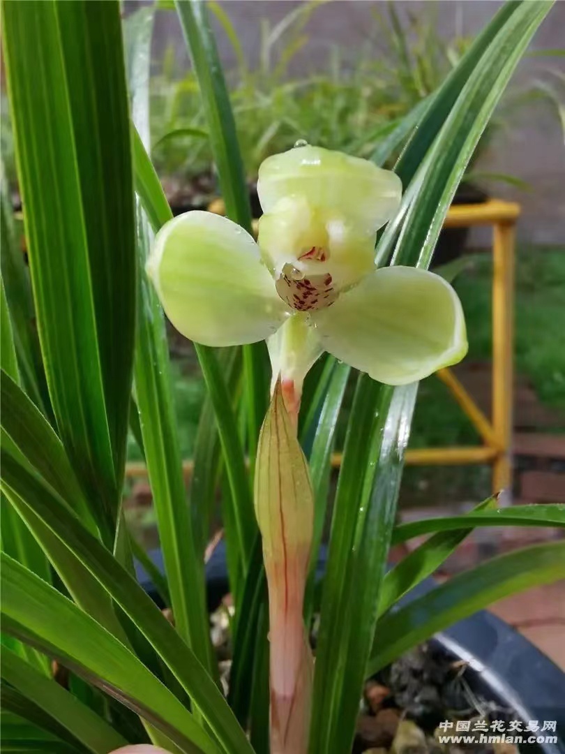 春兰之王老宋梅宋锦旋梅