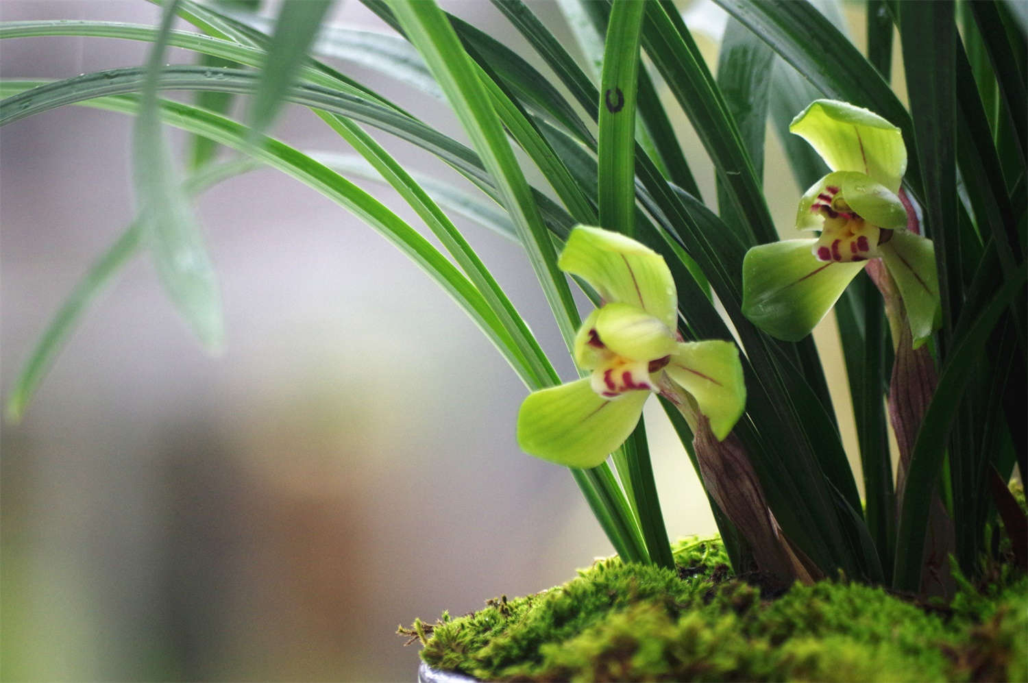 春兰老种大富贵