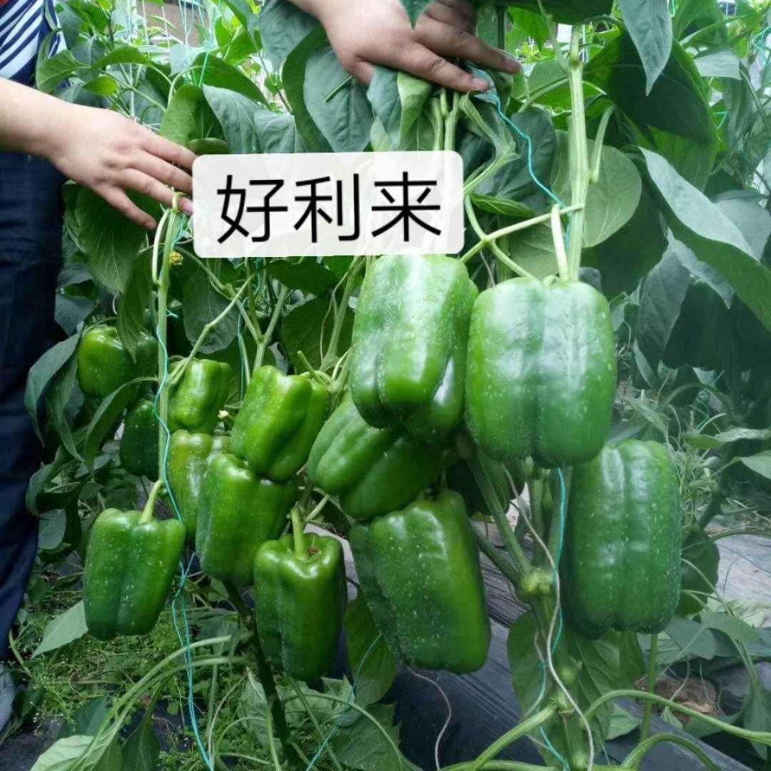 长方椒籽菜椒种子圆椒种子太空椒种子大辣椒种子方椒种子菜椒苗