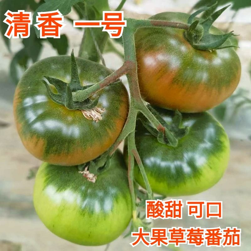 特色草莓西红柿苗草莓柿子丹东铁皮柿子碱地柿子大果草莓番茄种子
