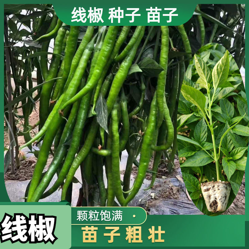 线椒苗辣椒苗二荆条辣子苗蔬菜苗线椒种子黄线种子阳台盆栽辣子苗