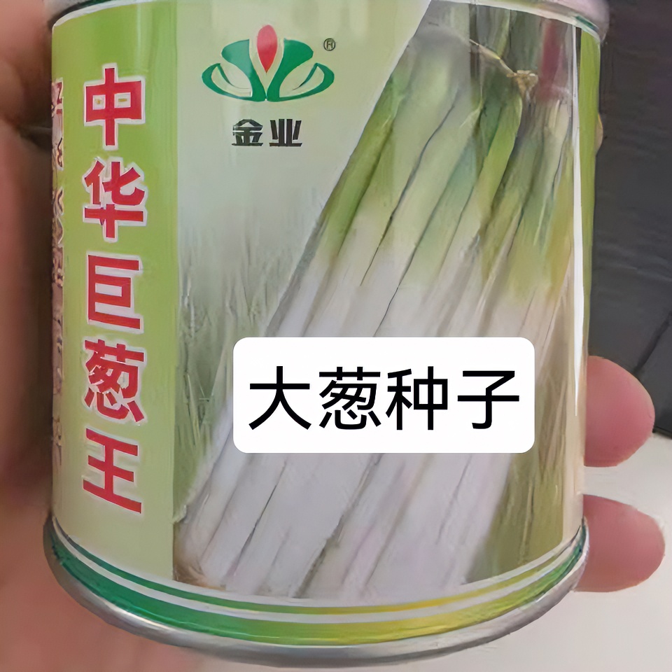 铁杆大葱四季小香葱种子直立盆栽小葱蔬菜种子良种大葱种子季节