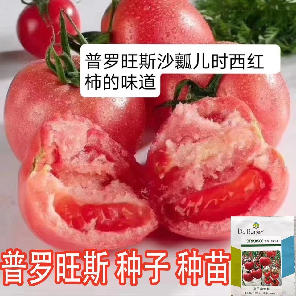 普罗旺斯西红柿种子苗口感番茄种子苗沙瓤四季西红柿籽种大番茄苗