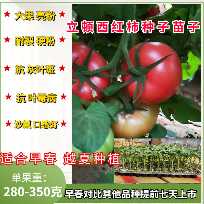 立顿西红柿种子抗病毒耐热耐裂大果亮粉番茄籽种大粉硬粉西红柿苗