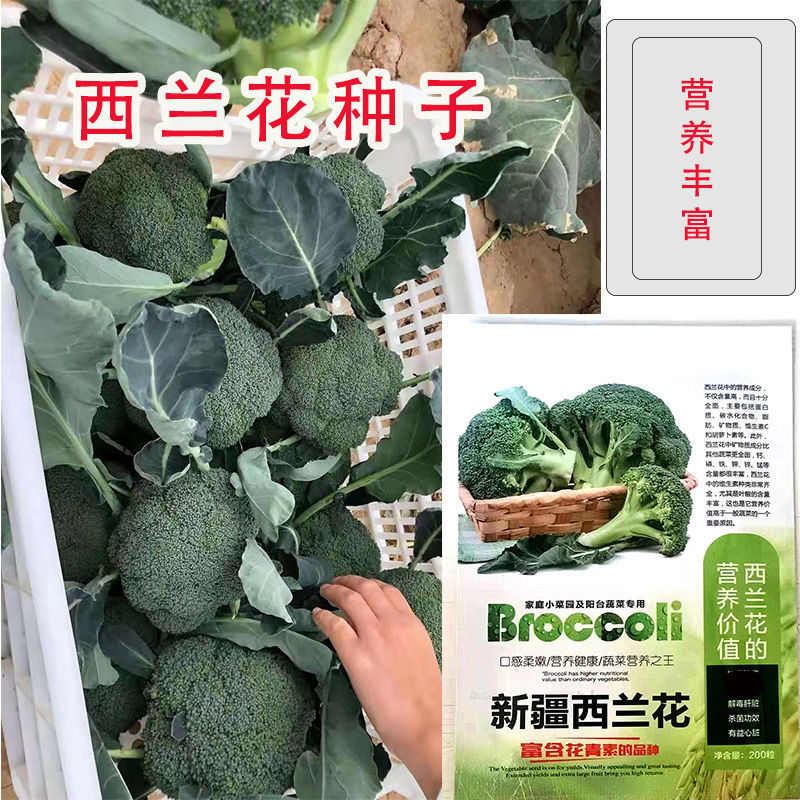 西兰花种子绿菜花种子花椰菜种子花菜种子春秋栽培蔬菜种子包邮