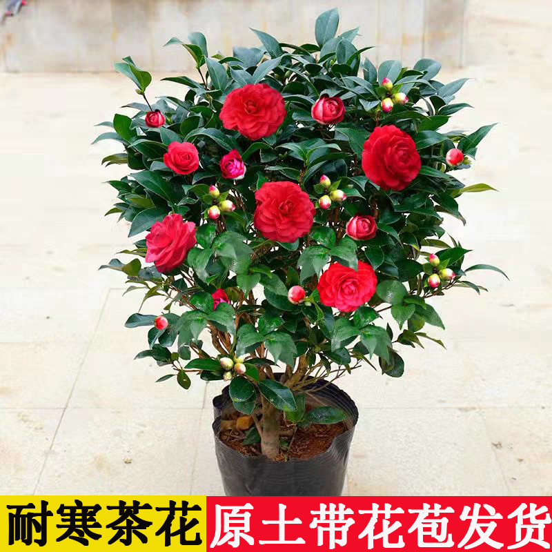 香妃茶花树苗盆栽带花苞五色赤丹植物玫瑰花好养山茶花苗四季开花