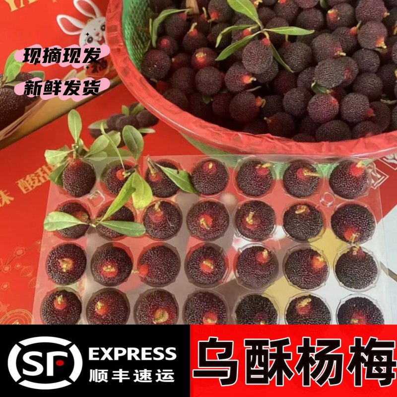 {顺丰冷链}潮汕本地金灶乌苏杨梅  吊滴杨梅   自家果园  2-4斤装