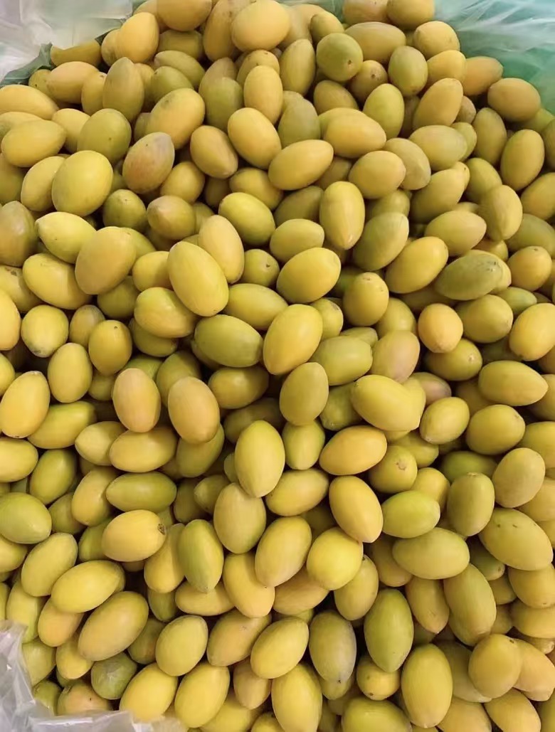 潮汕金灶正宗三捻橄榄   288年老树丛新鲜采摘  三凌橄榄