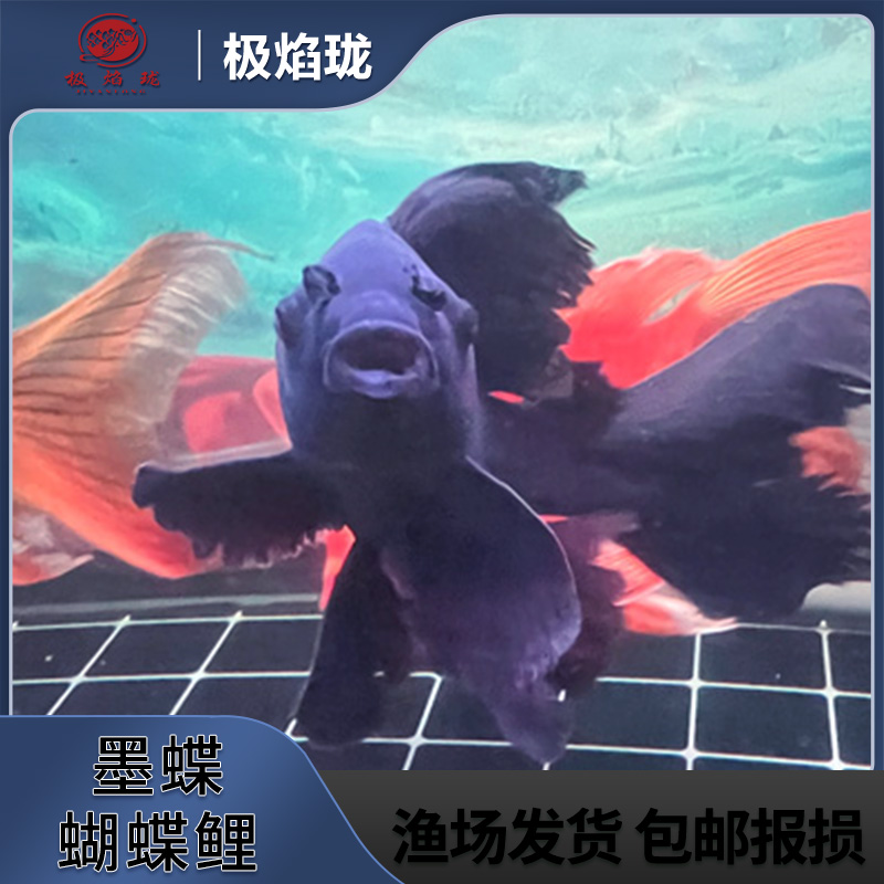 精品蝴蝶鲤观赏鱼 大鳍大尾 球体短身 石膏白 狮子头 包活包邮