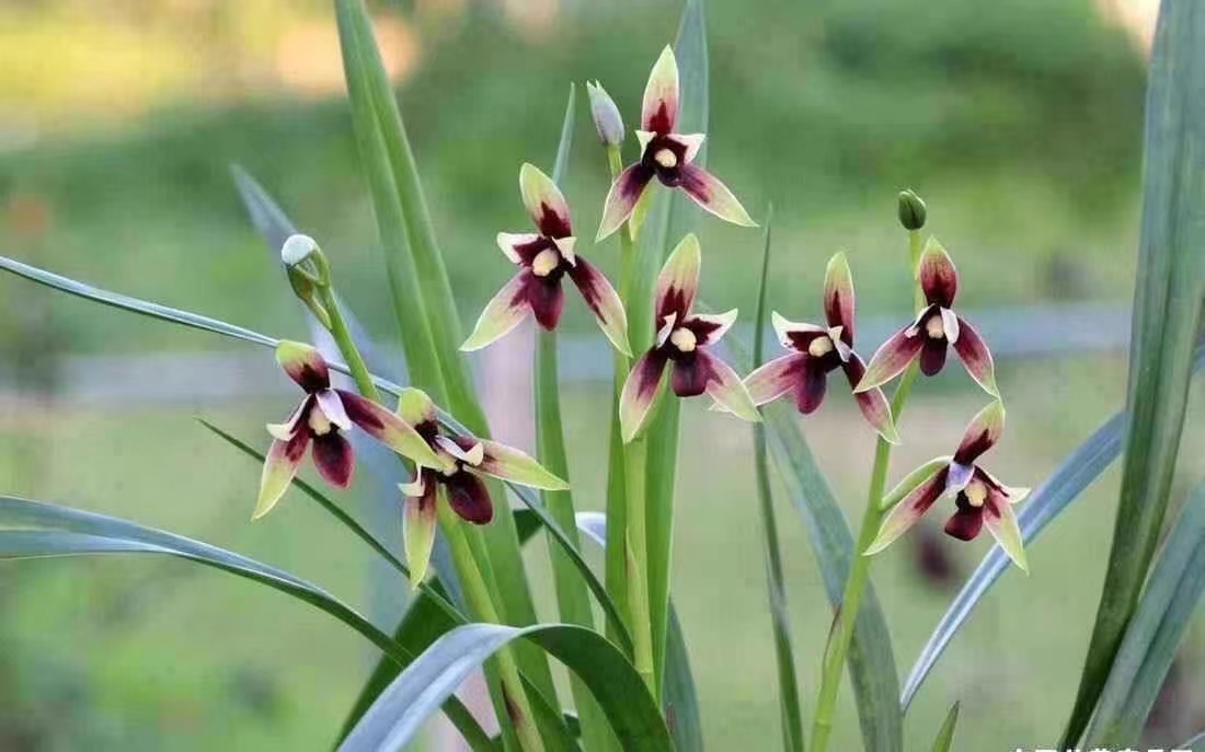 建兰赤城子母两苗带牙八大名品开色花